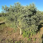 La Casa Degli Ulivi Ostuni