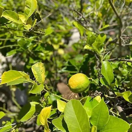 בית נופש La Casa Degli Ulivi אוסטוני