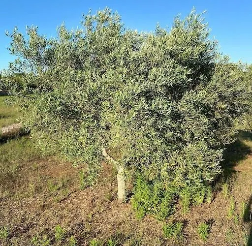 La Casa Degli Ulivi Ostuni