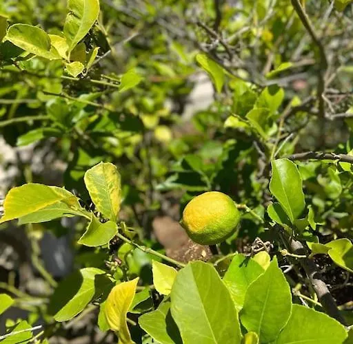 Holiday home La Casa Degli Ulivi Ostuni