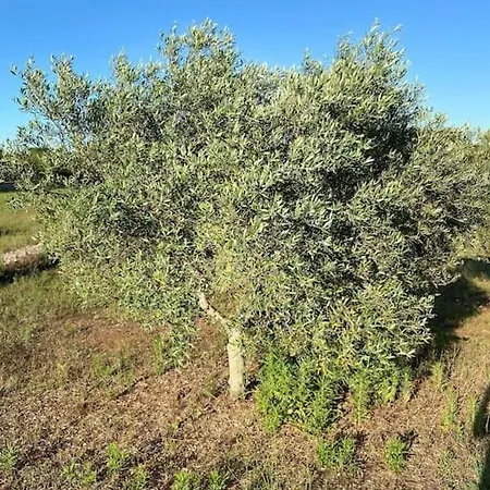 La Casa Degli Ulivi Ostuni